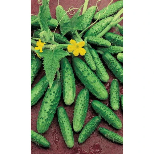 Семена Огурец Водолей 0,4гр (Марс) Б/П