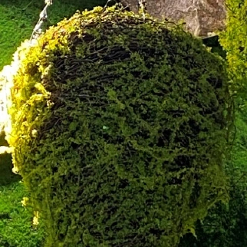 Кашпо для цветов "Сфагнум" с кокосовым волокном, подвесное d=20см конусное, мох